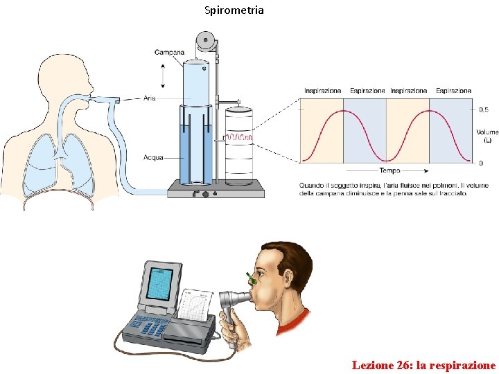 Spirometria Lezione 26: la respirazione 
