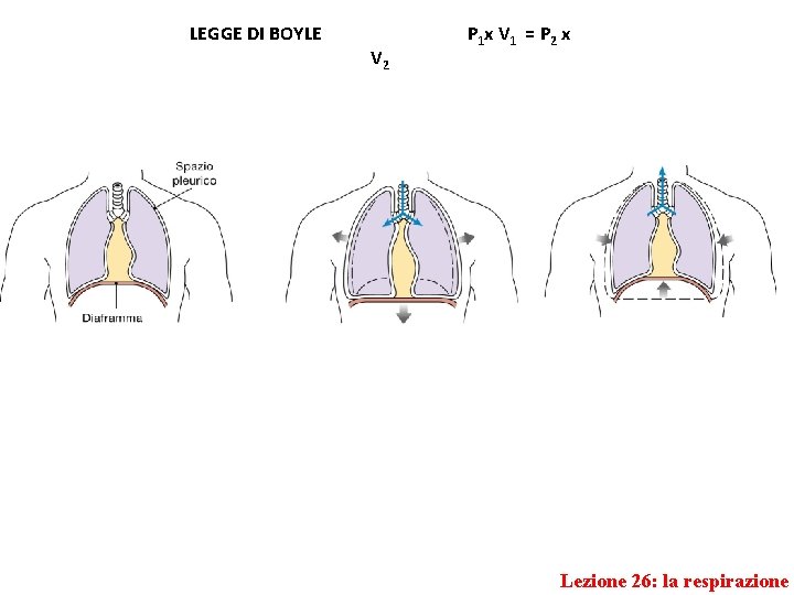 LEGGE DI BOYLE V 2 P 1 x V 1 = P 2 x