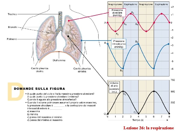 Lezione 26: la respirazione 