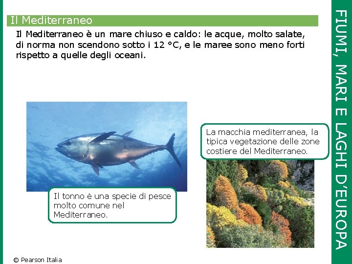 Il Mediterraneo è un mare chiuso e caldo: le acque, molto salate, di norma