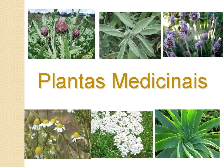 Plantas Medicinais 