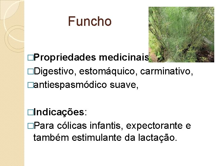 Funcho �Propriedades medicinais: �Digestivo, estomáquico, carminativo, �antiespasmódico suave, �Indicações: �Para cólicas infantis, expectorante e