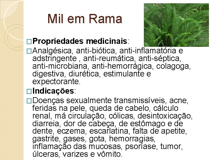 Mil em Rama �Propriedades medicinais: �Analgésica, anti-biótica, anti-inflamatória e adstringente , anti-reumática, anti-séptica, anti-microbiana,