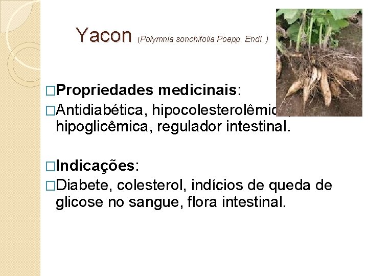 Yacon Polymnia sonchifolia Poepp. Endl. ) ( �Propriedades medicinais: �Antidiabética, hipocolesterolêmica, hipoglicêmica, regulador intestinal.