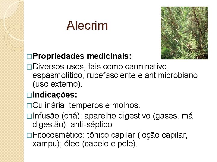 Alecrim �Propriedades medicinais: �Diversos usos, tais como carminativo, espasmolítico, rubefasciente e antimicrobiano (uso externo).