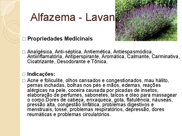 Alfazema - Lavanda � Propriedades � Medicinais Analgésica, Anti-séptica, Antiemética, Antiespasmódica, Antiinflamatória, Antiperspirante, Aromática,