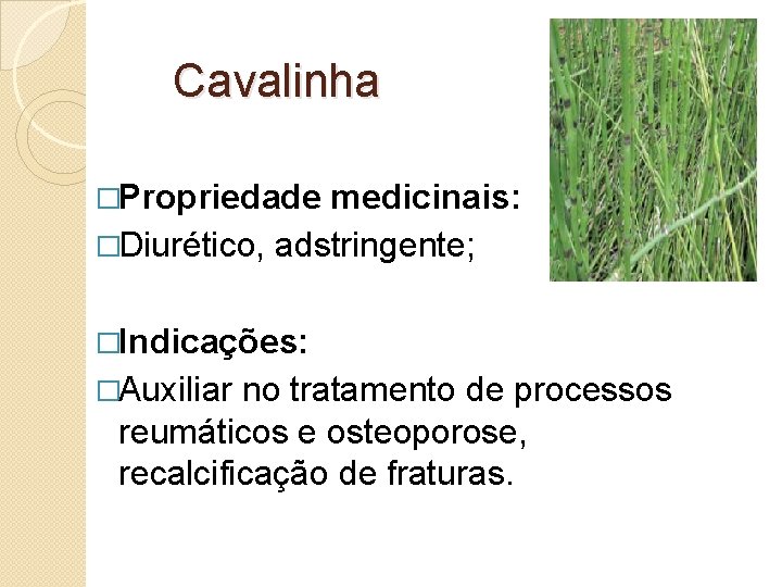 Cavalinha �Propriedade medicinais: �Diurético, adstringente; �Indicações: �Auxiliar no tratamento de processos reumáticos e osteoporose,