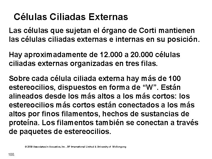 Células Ciliadas Externas Las células que sujetan el órgano de Corti mantienen las células