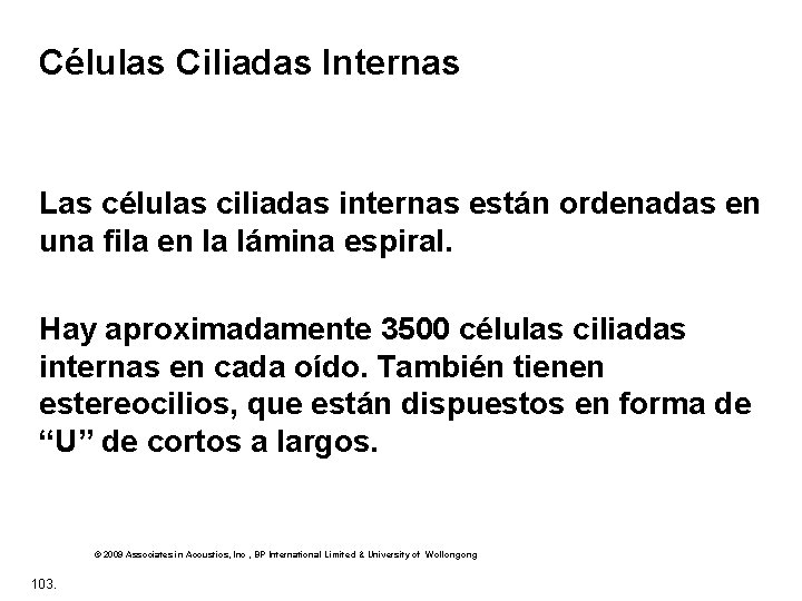 Células Ciliadas Internas Las células ciliadas internas están ordenadas en una fila en la