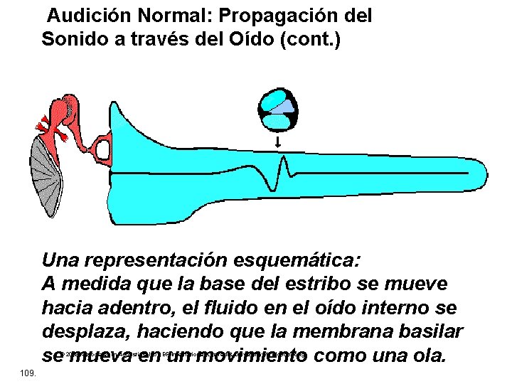  Audición Normal: Propagación del Sonido a través del Oído (cont. ) Una representación