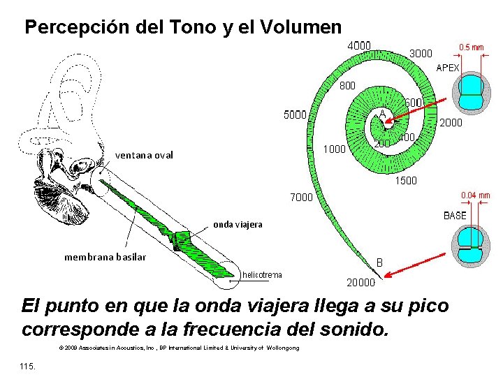 Percepción del Tono y el Volumen ventana oval onda viajera membrana basilar El punto