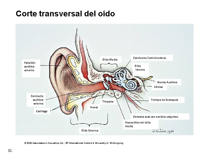 Corte transversal del oído Oído Medio Pabellón auditivo externo Conductos Semicirculares Oído Interno Nervio
