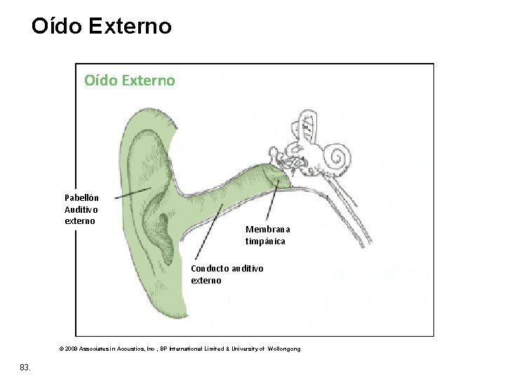 Oído Externo Pabellón Auditivo externo Membrana timpánica Conducto auditivo externo © 2009 Associates in
