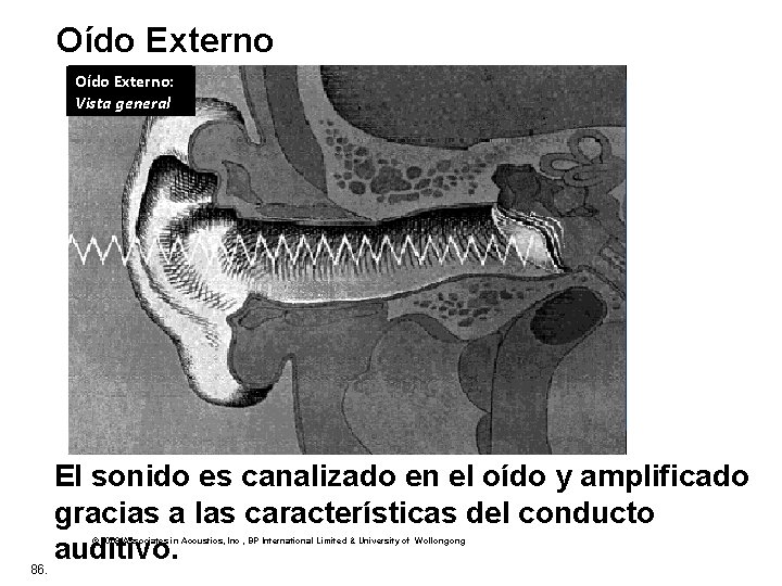 Oído Externo: Vista general El sonido es canalizado en el oído y amplificado gracias