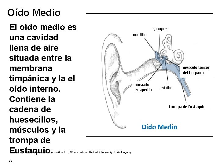 Oído Medio El oído medio es una cavidad llena de aire situada entre la