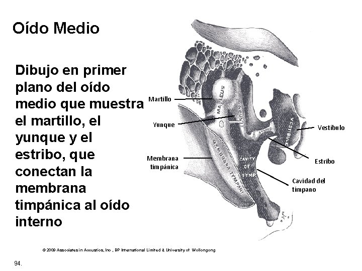 Oído Medio Dibujo en primer plano del oído Martillo medio que muestra el martillo,