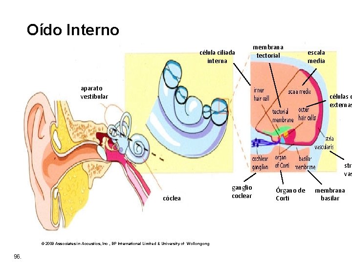 Oído Interno célula ciliada interna membrana tectorial aparato vestibular escala media células c externas