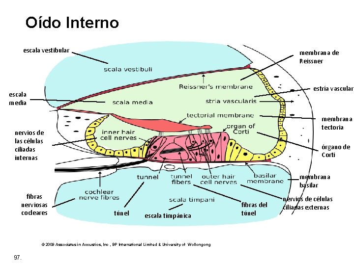 Oído Interno escala vestibular membrana de Reissner estría vascular escala media membrana tectoria nervios