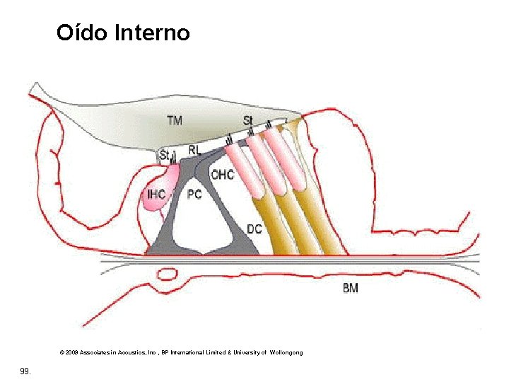 Oído Interno © 2009 Associates in Acoustics, Inc , BP International Limited & University