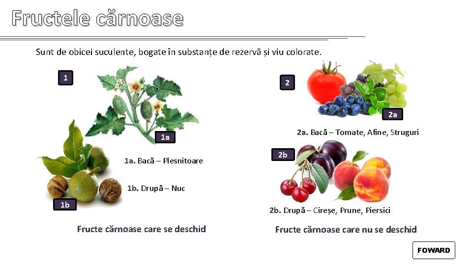 Fructele cărnoase Sunt de obicei suculente, bogate în substanțe de rezervă și viu colorate.