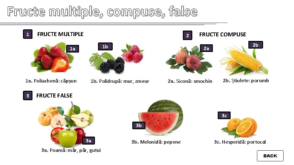 Fructe multiple, compuse, false 1 FRUCTE MULTIPLE 2 1 b 1 a 1 a.