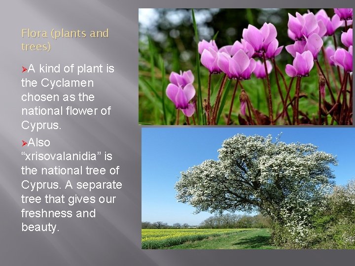 Flora (plants and trees) ØA kind of plant is the Cyclamen chosen as the