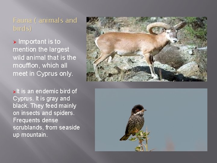 Fauna ( animals and birds) Important is to mention the largest wild animal that