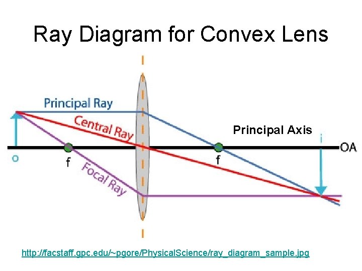 Ray Diagram for Convex Lens Principal Axis http: //facstaff. gpc. edu/~pgore/Physical. Science/ray_diagram_sample. jpg 