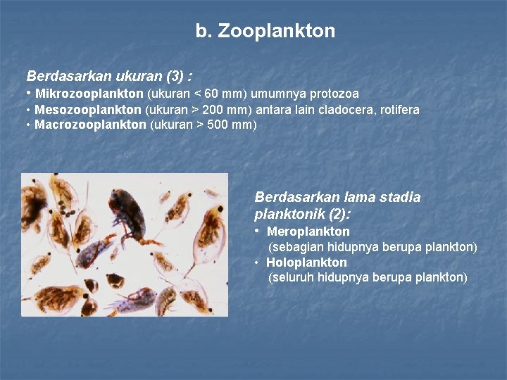 b. Zooplankton Berdasarkan ukuran (3) : • Mikrozooplankton (ukuran < 60 mm) umumnya protozoa