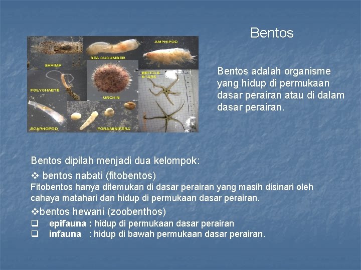 Bentos adalah organisme yang hidup di permukaan dasar perairan atau di dalam dasar perairan.