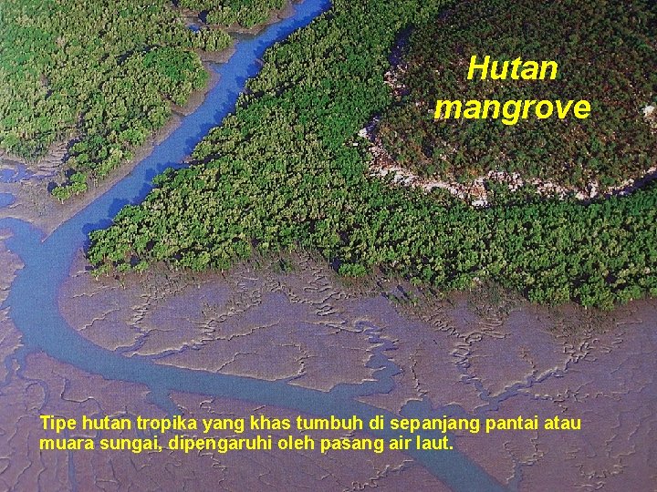 Hutan mangrove Tipe hutan tropika yang khas tumbuh di sepanjang pantai atau muara sungai,
