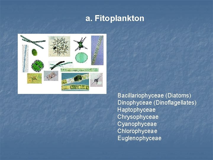 a. Fitoplankton Bacillariophyceae (Diatoms) Dinophyceae (Dinoflagellates) Haptophyceae Chrysophyceae Cyanophyceae Chlorophyceae Euglenophyceae 