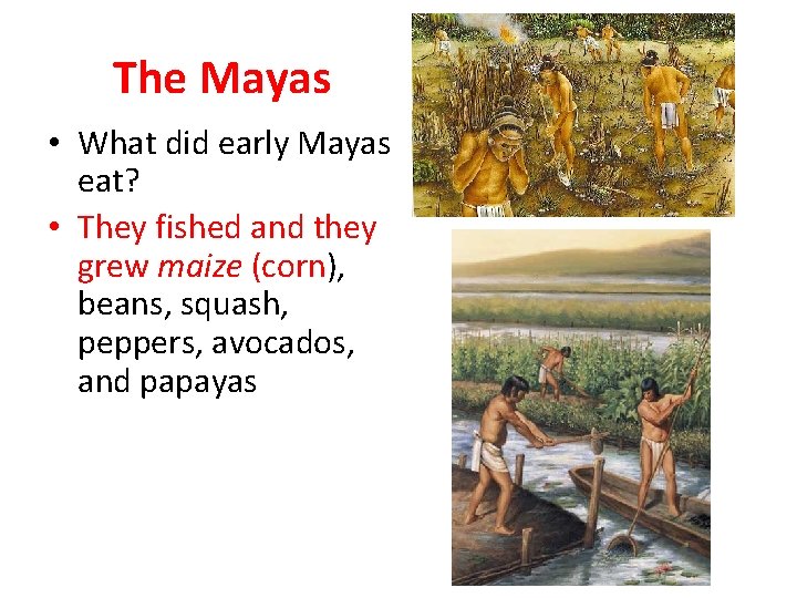 The Mayas • What did early Mayas eat? • They fished and they grew