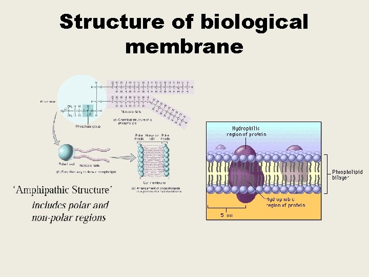 Structure of biological membrane 