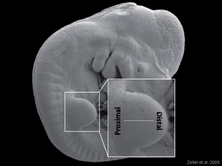 Molecular Mouse Genetics 11 Regulating development 2003 B