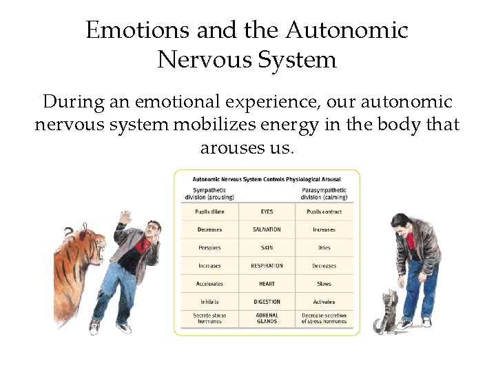 Emotions and the Autonomic Nervous System During an emotional experience, our autonomic nervous system