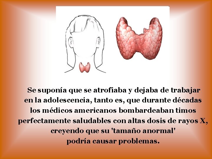 Se suponía que se atrofiaba y dejaba de trabajar en la adolescencia, tanto es,