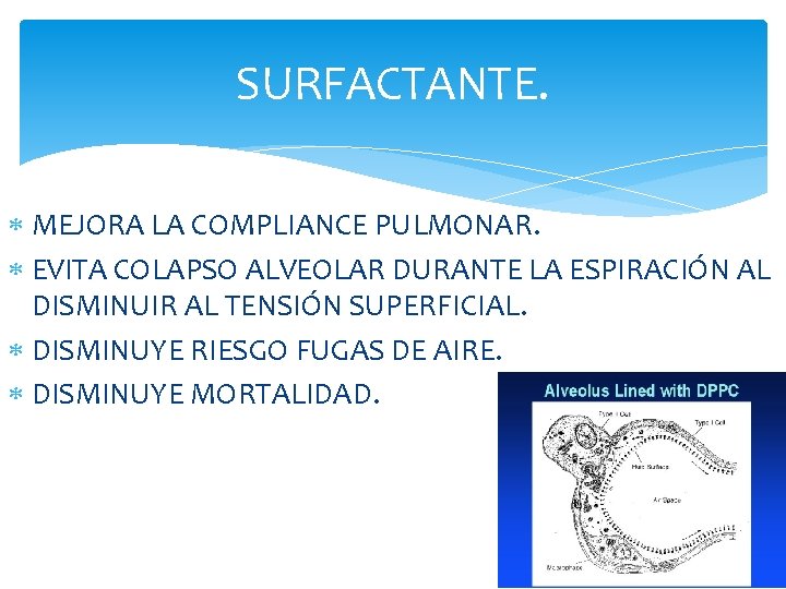 SURFACTANTE. MEJORA LA COMPLIANCE PULMONAR. EVITA COLAPSO ALVEOLAR DURANTE LA ESPIRACIÓN AL DISMINUIR AL