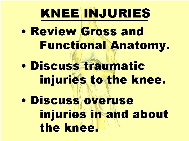 KNEE INJURIES • Review Gross and Functional Anatomy. • Discuss traumatic injuries to the