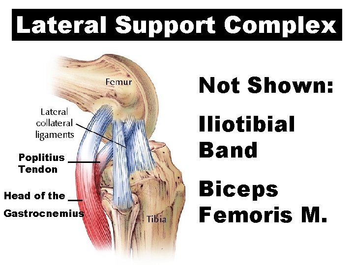 Lateral Support Complex Not Shown: Poplitius Tendon Head of the Gastrocnemius Iliotibial Band Biceps