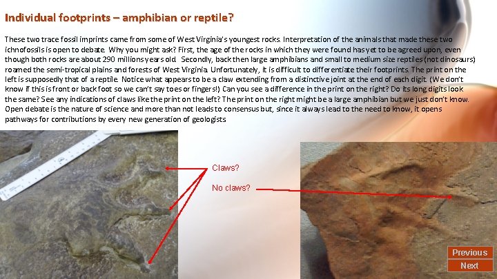 Individual footprints – amphibian or reptile? These two trace fossil imprints came from some