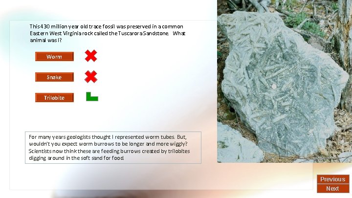 This 430 million year old trace fossil was preserved in a common Eastern West