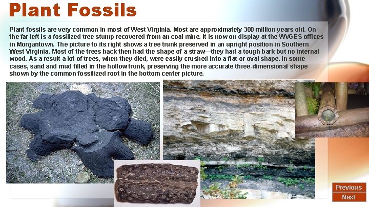 Plant Fossils Plant fossils are very common in most of West Virginia. Most are