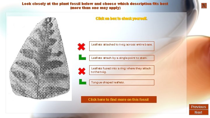 Look closely at the plant fossil below and choose which description fits best (more