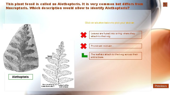 This plant fossil is called an Alethopteris. It is very common but differs from