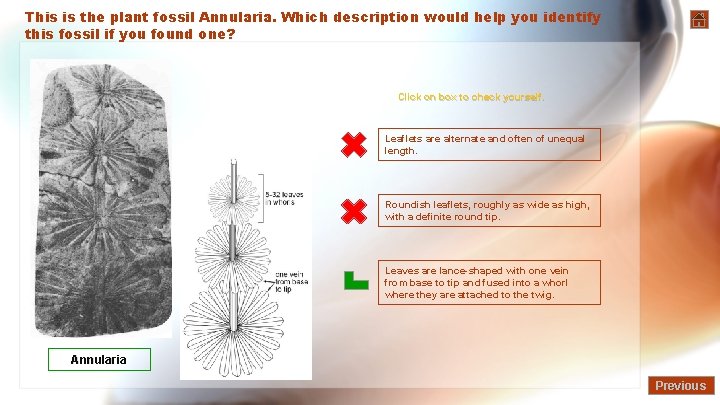 This is the plant fossil Annularia. Which description would help you identify this fossil