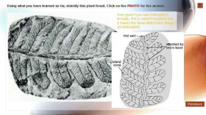 Using what you have learned so far, identify this plant fossil. Click on the