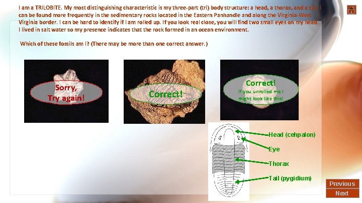 I am a TRILOBITE. My most distinguishing characteristic is my three-part (tri) body structure: