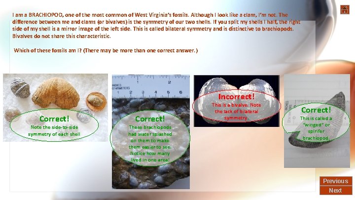 I am a BRACHIOPOD, one of the most common of West Virginia’s fossils. Although