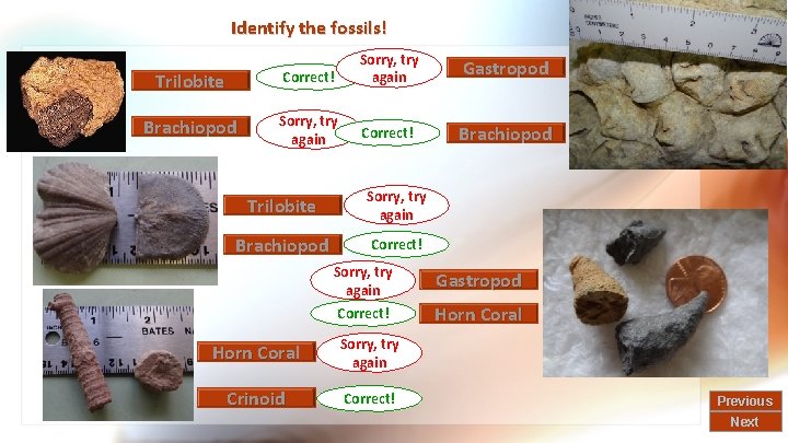 Identify the fossils! Trilobite Correct! Sorry, try again Brachiopod Sorry, try again Correct! Trilobite